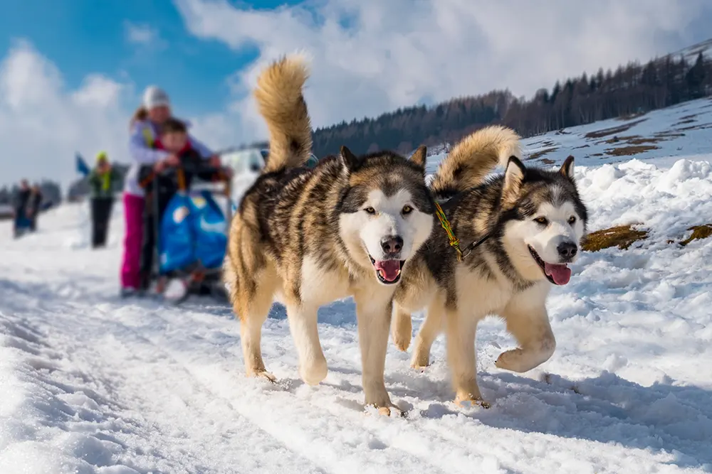 Actividades en Andorra mushing